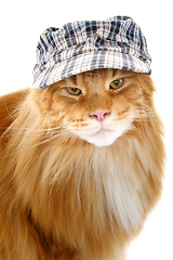 Image showing beautiful maine coon cat in hat