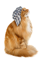 Image showing beautiful maine coon cat in hat