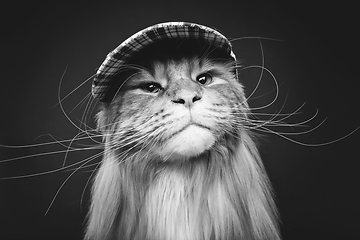 Image showing beautiful maine coon cat in hat