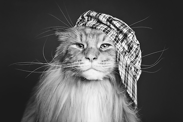 Image showing beautiful maine coon cat in hat