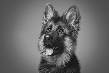 Image showing beautiful german shepard puppy