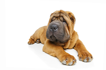 Image showing beautiful shar pei puppy