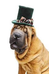 Image showing beautiful shar pei puppy in hat