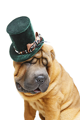 Image showing beautiful shar pei puppy in hat