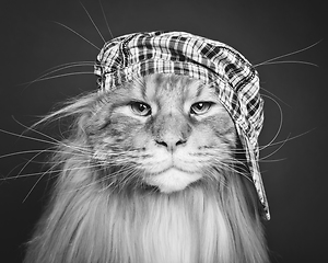 Image showing beautiful maine coon cat in hat