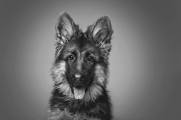 Image showing beautiful german shepard puppy