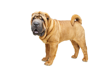 Image showing beautiful shar pei puppy