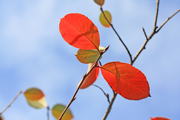 Image showing Plum leaves