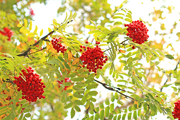 Image showing Three ash-berry clusterd