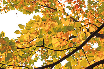 Image showing Lime-tree foliage