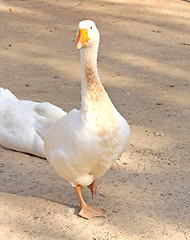 Image showing Goose
