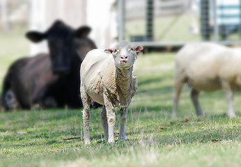 Image showing sheep on the farm