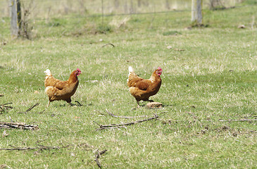 Image showing freerange chickens