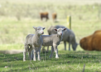 Image showing two lambs 