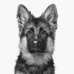 Image showing beautiful german shepard puppy