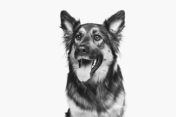 Image showing beautiful dog isolated on white