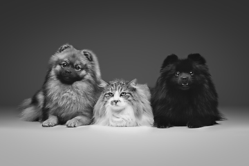 Image showing beautiful spitz dogs on grey background