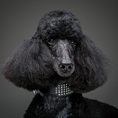 Image showing beautiful black poodle on grey background