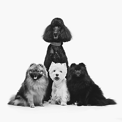 Image showing beautiful spitz dogs and poodle on grey background