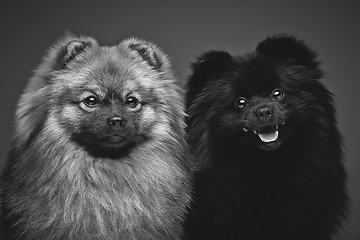 Image showing beautiful spitz dogs on grey background