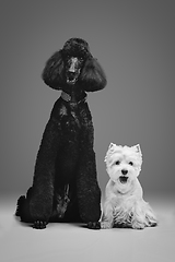 Image showing beautiful black poodle and westie dogs on grey background