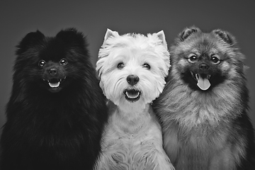 Image showing beautiful spitz dogs on grey background