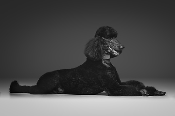 Image showing beautiful black poodle on grey background