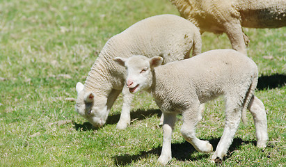Image showing young lambs on the farm