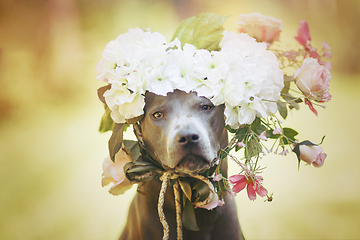 Image showing thai ridgeback dog in flower wreath