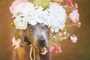 Image showing thai ridgeback dog in flower wreath