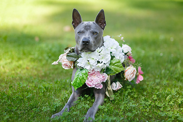 Image showing thai ridgeback dog in flower wreath