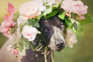 Image showing thai ridgeback dog in flower wreath