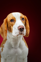 Image showing beautiful beagle dog