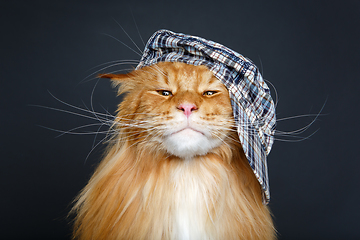 Image showing beautiful maine coon cat in hat