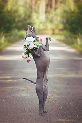 Image showing thai ridgeback dog in flower wreath