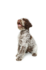 Image showing beautiful brown fluffy puppy