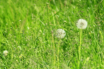 Image showing dry dandelions in the green grass