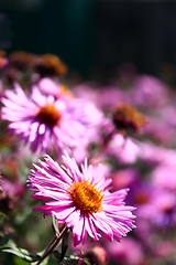 Image showing red beautiful asters in the garden