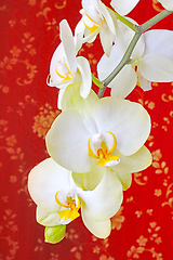 Image showing blossoming white orchid on the red background