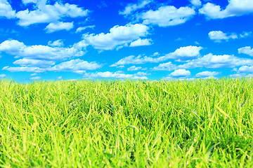 Image showing meadow with green grass and cloudy sky