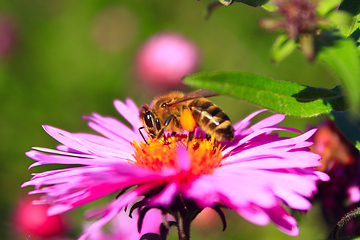 Image showing bee on the flower of aster