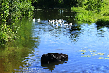 Image showing Rural landscape with cow washing in the river