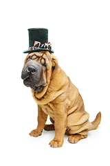 Image showing beautiful shar pei puppy in hat