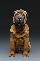 Image showing beautiful shar pei puppy