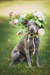 Image showing thai ridgeback dog in flower wreath