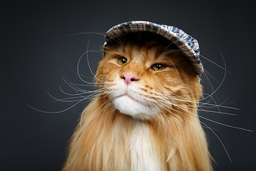 Image showing beautiful maine coon cat in hat
