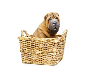 Image showing beautiful shar pei puppy in basket