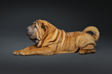 Image showing beautiful shar pei puppy