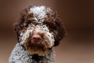 Image showing beautiful brown fluffy puppy