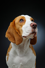 Image showing beautiful beagle dog